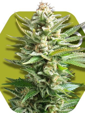 Amnesia Haze XL Feminizowane, Nasiona Marihuany, Konopi, Cannabis