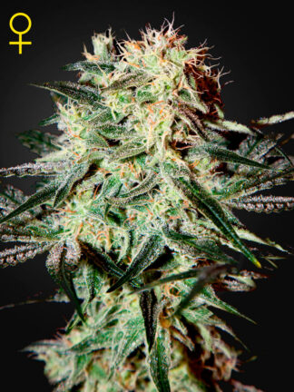 Arjan’s Strawberry Haze Feminizowane, Nasiona Marihuany, Konopi, Cannabis