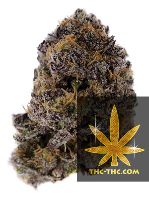 Auto Purple XXL Feminizowane, Nasiona Marihuany, Konopi, Cannabis