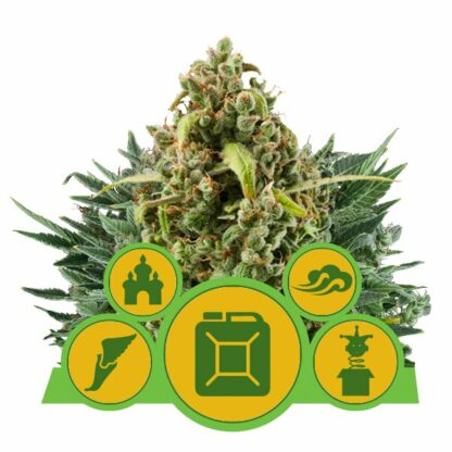 Autoflowering Mix Feminizowane - Royal Queen Seeds, Nasiona Marihuany, Konopi, Cannabis