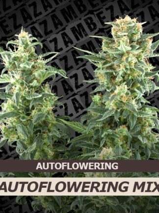 Autoflowering Mix Feminizowane 10szt - Zambeza Seeds, Nasiona Marihuany, Konopi, Cannabis