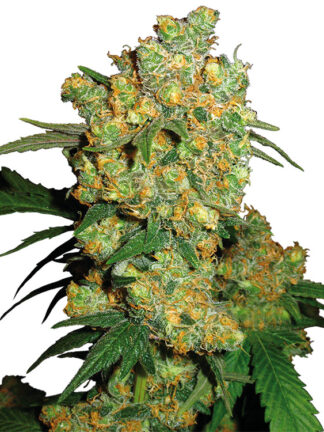 Big Bud Feminizowane, Nasiona Marihuany, Konopi, Cannabis