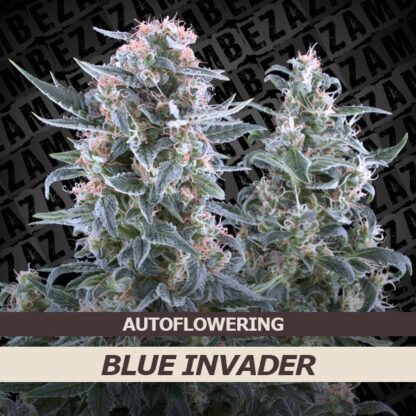 Blue Invader Automatic Feminizowane, Nasiona Marihuany, Konopi, Cannabis