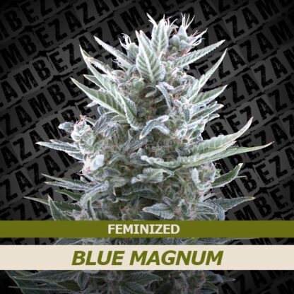 Blue Magnum Feminizowane, Nasiona Marihuany, Konopi, Cannabis