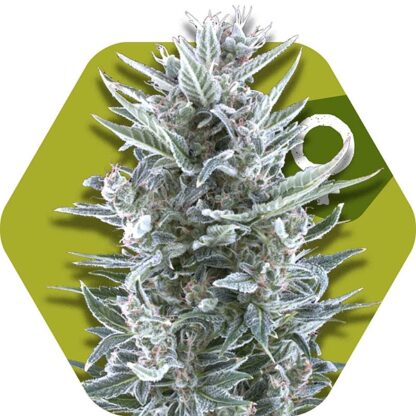 Blueberry Feminizowane, Nasiona Marihuany, Konopi, Cannabis