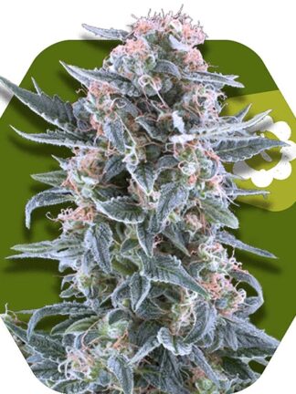 Blueberry Automatic Feminizowane, Nasiona Marihuany, Konopi, Cannabis