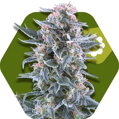 Blueberry Automatic Feminizowane, Nasiona Marihuany, Konopi, Cannabis
