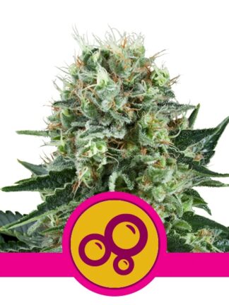 Bubble Kush Feminizowane, Nasiona Marihuany, Konopi, Cannabis