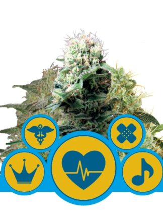 CBD Mix Feminizowane - Royal Queen Seeds, Nasiona Marihuany, Konopi, Cannabis