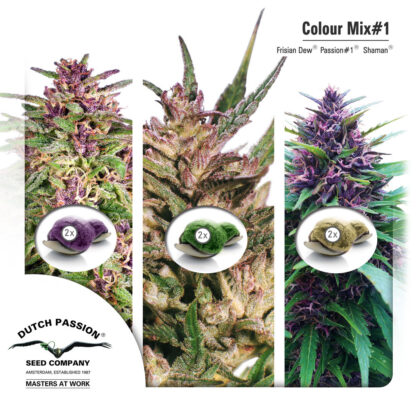 Colour Mix1 - Dutch Passion, Nasiona Marihuany, Konopi, Cannabis