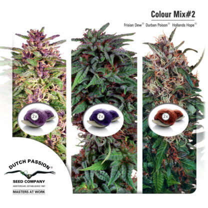 Colour Mix2 - Dutch Passion, Nasiona Marihuany, Konopi, Cannabis