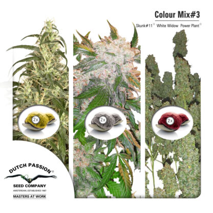 Colour Mix3 - Dutch Passion, Nasiona Marihuany, Konopi, Cannabis