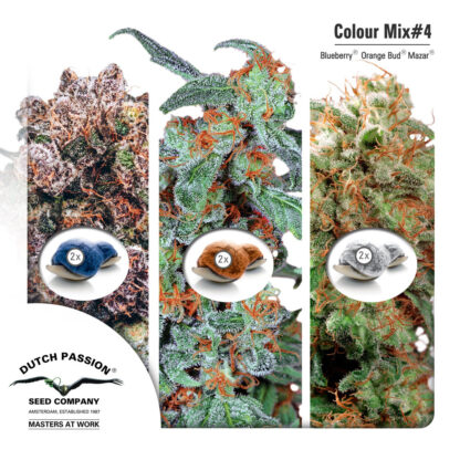 Colour Mix4 - Dutch Passion, Nasiona Marihuany, Konopi, Cannabis
