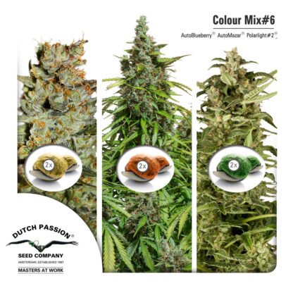 Colour Mix6 - Dutch Passion, Nasiona Marihuany, Konopi, Cannabis