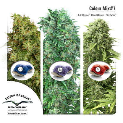 Colour Mix7 - Dutch Passion, Nasiona Marihuany, Konopi, Cannabis