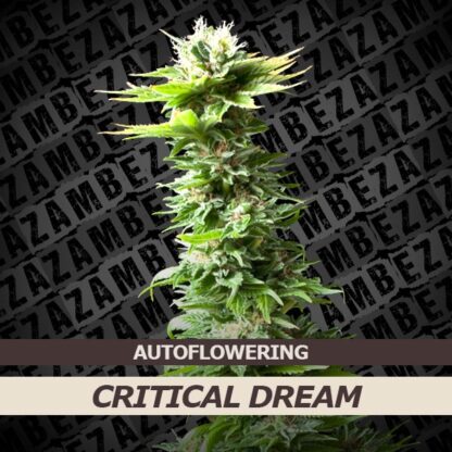 Critical Dream Automatic Feminizowane, Nasiona Marihuany, Konopi, Cannabis