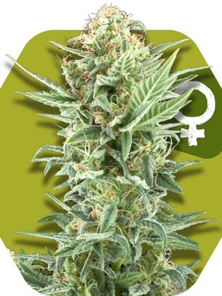 Critical Kush XL Feminizowane, Nasiona Marihuany, Konopi, Cannabis