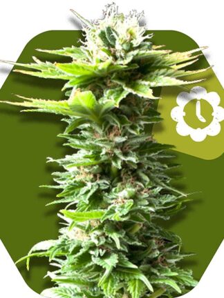 Critical Kush XL Automatic Feminizowane, Nasiona Marihuany, Konopi, Cannabis