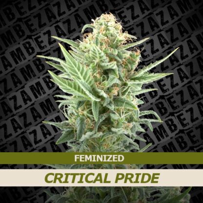 Critical Pride Feminizowane, Nasiona Marihuany, Konopi, Cannabis