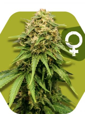 Critical XXL Feminizowane, Nasiona Marihuany, Konopi, Cannabis