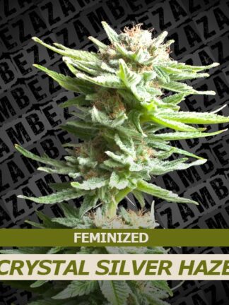 Crystal Silver Haze Feminizowane, Nasiona Marihuany, Konopi, Cannabis