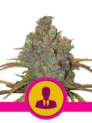 El Patron Feminizowane, Nasiona Marihuany, Konopi, Cannabis