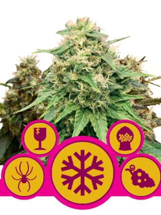 Feminized Mix - Royal Queen Seeds, Nasiona Marihuany, Konopi, Cannabis