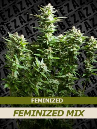 Feminized Mix 10szt - Zambeza Seeds, Nasiona Marihuany, Konopi, Cannabis