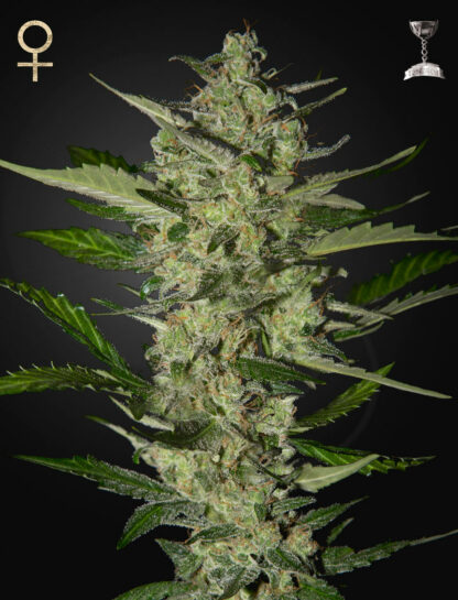 Flowerbomb Kush Feminizowane, Nasiona Marihuany, Konopi, Cannabis