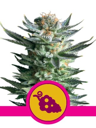 Fruit Spirit Feminizowane, Nasiona Marihuany, Konopi, Cannabis