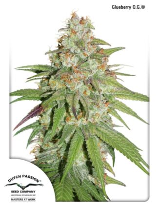 Glueberry O.G. Feminizowane, Nasiona Marihuany, Konopi, Cannabis