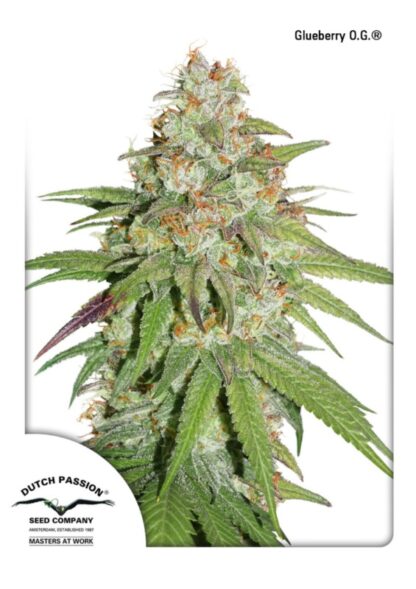 Glueberry O.G. Feminizowane, Nasiona Marihuany, Konopi, Cannabis