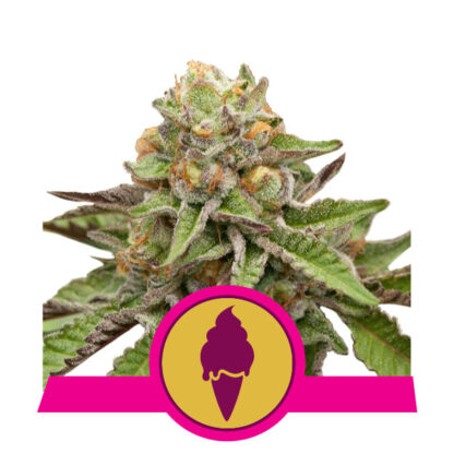 Green Gelato Feminizowane, Nasiona Marihuany, Konopi, Cannabis