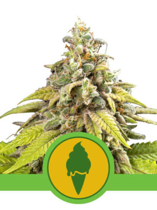 Green Gelato Automatic Feminizowane, Nasiona Marihuany, Konopi, Cannabis