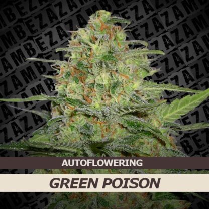 Green Poison Automatic Feminizowane, Nasiona Marihuany, Konopi, Cannabis