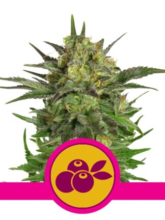 Haze Berry Feminizowane, Nasiona Marihuany, Konopi, Cannabis