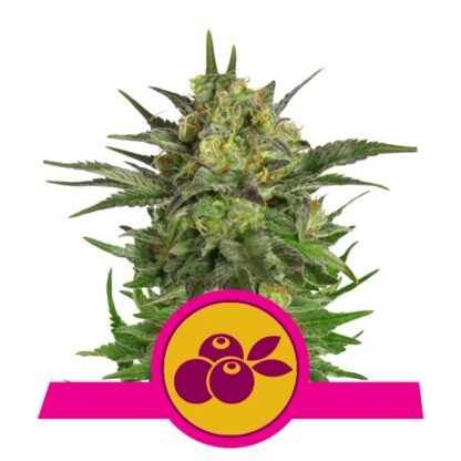 Haze Berry Feminizowane, Nasiona Marihuany, Konopi, Cannabis
