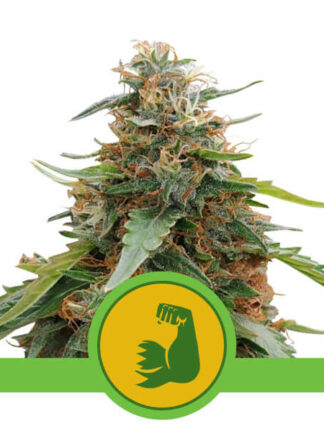 Hulkberry Automatic Feminizowane, Nasiona Marihuany, Konopi, Cannabis