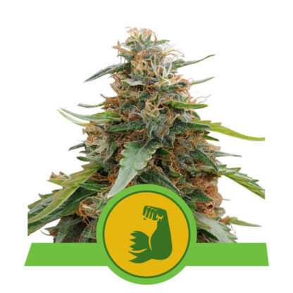 Hulkberry Automatic Feminizowane, Nasiona Marihuany, Konopi, Cannabis