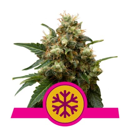 Ice Feminizowane, Nasiona Marihuany, Konopi, Cannabis