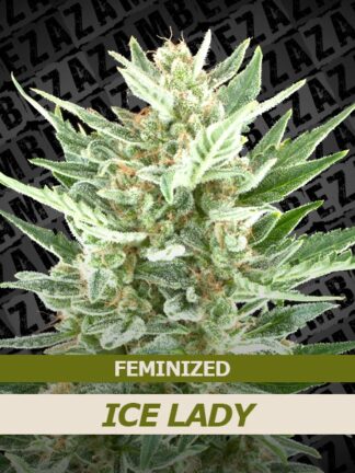 Ice Lady Feminizowane, Nasiona Marihuany, Konopi, Cannabis