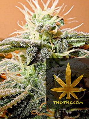 Indoor Mix Feminizowane - Female Seeds, Nasiona Marihuany, Konopi, Cannabis