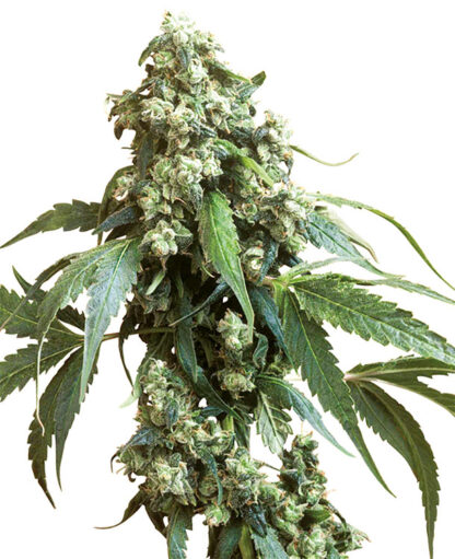 Jack Flash#5 Feminizowane, Nasiona Marihuany, Konopi, Cannabis