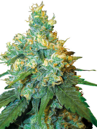 Jack Herer Feminizowane, Nasiona Marihuany, Konopi, Cannabis