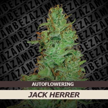 Jack Herer Automatic Feminizowane, Nasiona Marihuany, Konopi, Cannabis