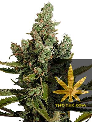 Jack Herer XL Feminizowane, Nasiona Marihuany, Konopi, Cannabis