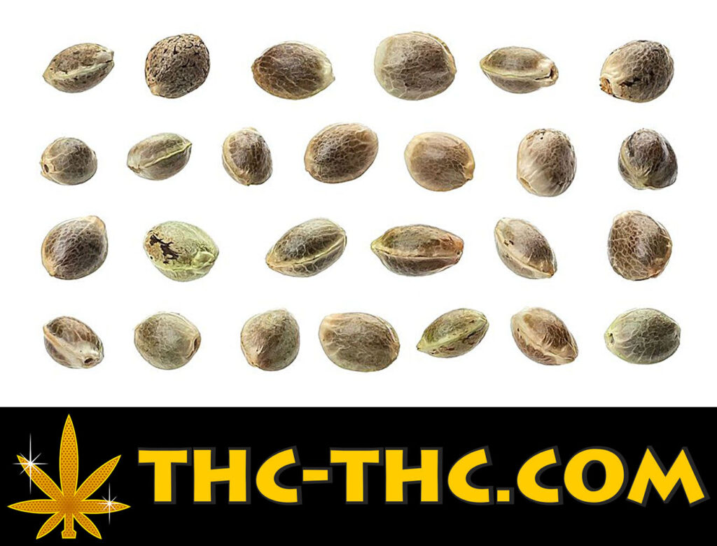 jak poprawnie przechowywać nasiona cannabis