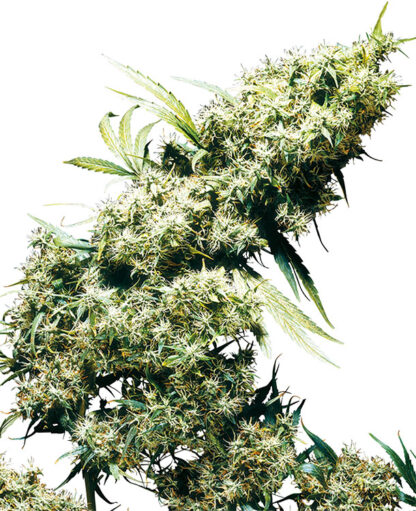 Jamaican Pearl Feminizowane, Nasiona Marihuany, Konopi, Cannabis