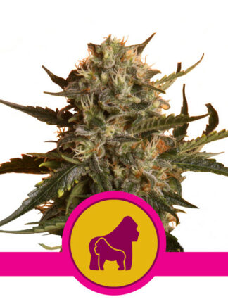 Mother Gorilla Feminizowane, Nasiona Marihuany, Konopi, Cannabis