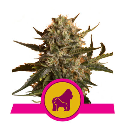 Mother Gorilla Feminizowane, Nasiona Marihuany, Konopi, Cannabis